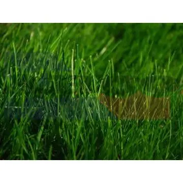 Gulf Annual Ryegrass Seed – 50-Pound Professional Bag 1
